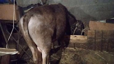 быки: Продаю | Бык (самец) | Привязанные — 4