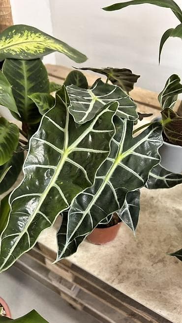 Комнатные растения: Алоказия «Полли» (Alocasia x amazonica ‘Polly’) в горшке. - — 2