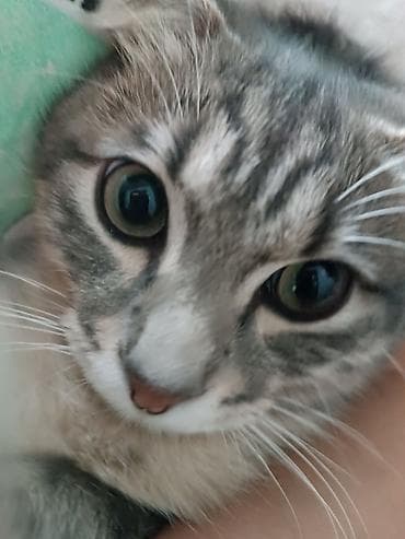 chi su: Скотиш Фолд (Шотландская вислоухая), 10 месяцев, Мальчик, Серый, Приучена к лотку — 1