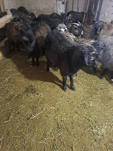 кой айдайт: Сатам | Эчки (ургаачы) | Аргын | Көбөйтүү үчүн — 2