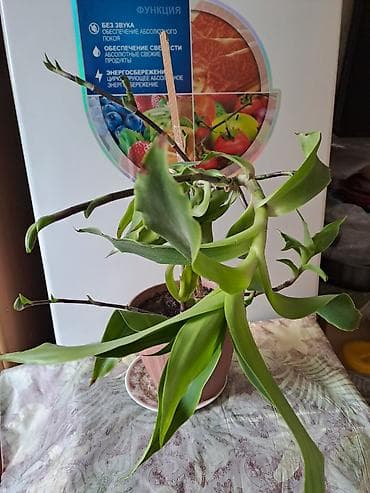 фото комуза: Золотой Ус ! Лекарственные растение — 1