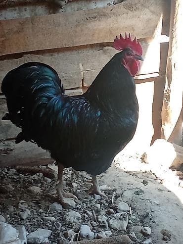 бельгийская малинуа: Продаю | Петух | Для разведения — 3