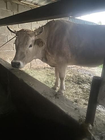 сиамская ориентальная кошка: Продаю | Корова (самка) | Для разведения, Для молока | Привязанные — 1