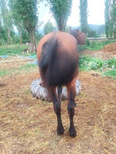 продаю породистых коров: Продаю | Конь (самец), Жеребец | Английская, Полукровка | Конный спорт, Для разведения, Рабочий | Племенные — 14