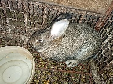 кролик коен: Продаю | Кролик самец | Серый великан | Для разведения — 1