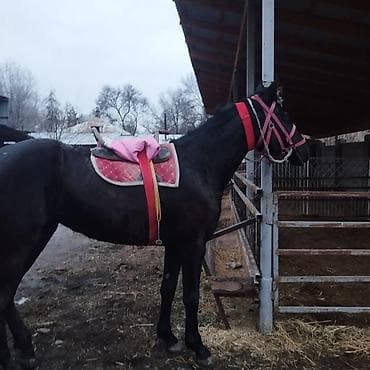 лошадь белый: Продаю | Кобыла (самка) | Полукровка | Конный спорт | Племенные — 2