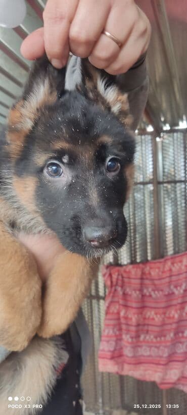 животные на р: Продаются очеровательные чистокровные щенки немецкой овчарки родились — 2