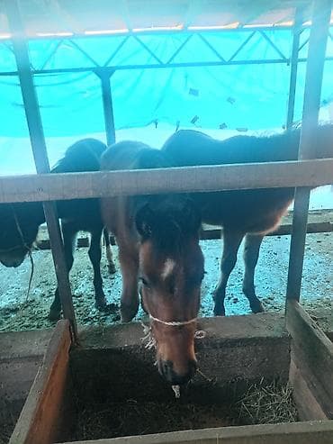 Грызуны: Продаю | Жеребенок | Для разведения — 8