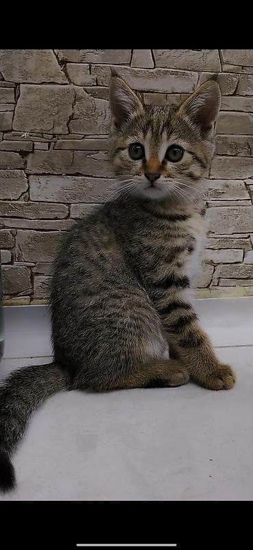 где можно взять кошку: Котёнку 2 месяца, к лотку приучена. Кушает корм, чистая, игривая — 5