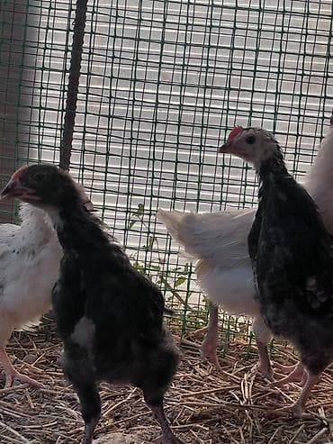 курица несушки: Продаю | Цыплята | На забой — 9