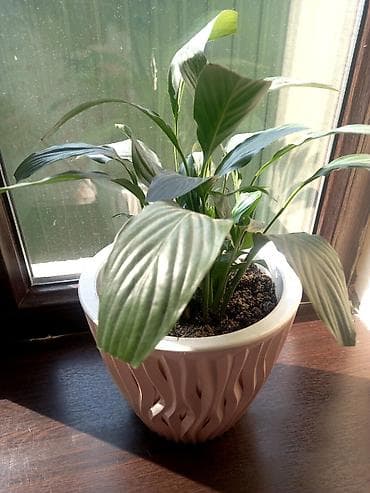 Женское счастье! Спатифиллум в декоративном горшке - Комнатное at lalafo.kg Женское счастье! Спатифиллум в декоративном горшке - Комнатное