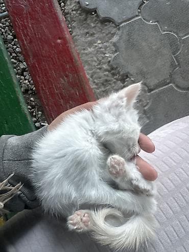 1 месяц, Мальчик, Приучена к лотку