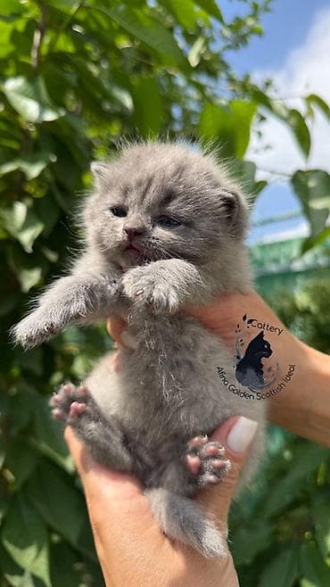 цена сфинкса: Скотиш Фолд (Шотландская вислоухая), 1 месяц, Мальчик, Голубой, Приучена к лотку, Проглистована, С документами — 5