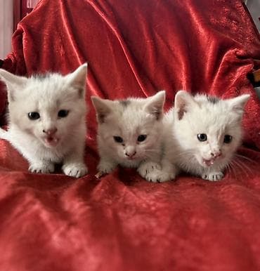белые котенки: Отдам котят в хорошие руки. 3 Девочки. 2 месяца — 1