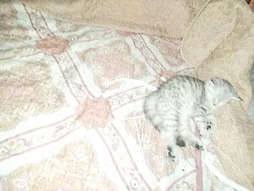 Продажа кошек: Скотиш Страйт (Шотландская прямоухая), 2 месяца, Девочка, Серебристая шиншилла, Приучена к лотку — 6