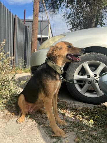 Вязка собак: Собака даром: Дворняжка, 11 месяцев, Самка, С прививкой — 10