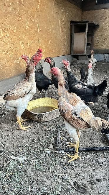 бычки маленькие: Продаю | Куры | Бойцовая | Для разведения — 2