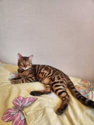 отдам котенка в добрые руки: На бронь бенгальские котята,свободны две девочки,к переезду будут — 21