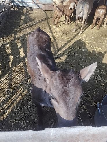 Продаю | Музоо, торпок | Для молока