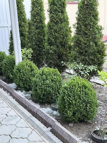 Самшит: Самшит шаровидной формы (Buxus) для ландшафтного озеленения. - Форма — 1