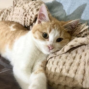 отдам котенка в добрые руки: Молодой рыжик в добрые руки Мальчик, очень ласковый и пушистый Лоток — 5