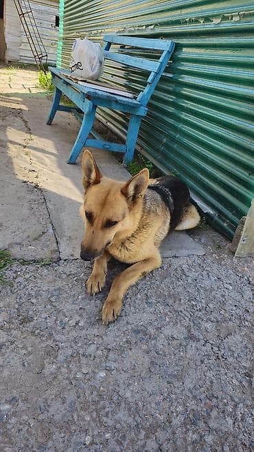 зоомагазин бишкек орто сай: Немис овчаркасы, 3 жаш, Эркек, Эмделген — 1