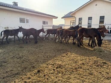 сколько стоит щенок хаски без документов: Продаю | Жеребец, Жеребенок | Кара Жорго — 3