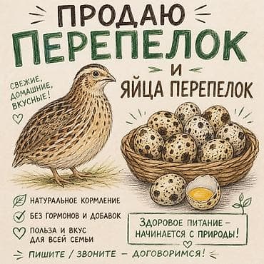🐦 Перепёлки — от 350 сом/шт. 🥚 Перепелиные яйца — от 240 сом за 30 шт