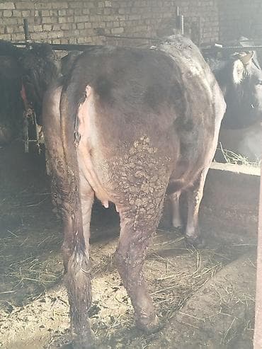 стелный карова: Продаю | Корова (самка) | Для разведения | Привязанные — 4