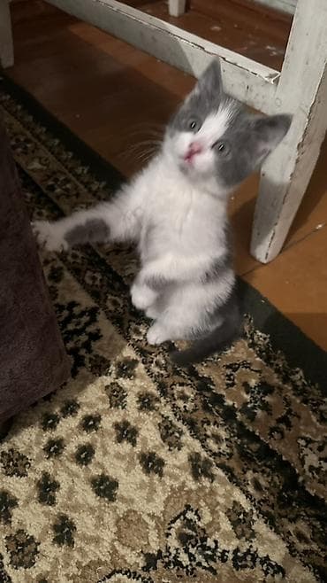 возьму кошку бесплатно: 2 месяца, Девочка, Приучена к лотку — 2