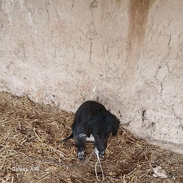 авган кой: Собака даром: Тайган, 3 года, Самка — 3