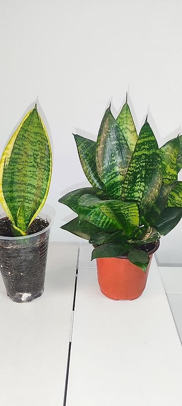 гортензия цена бишкек: Продаю комнатные цветы аглаонема трейбе - 150 сом сансиверия 100- 150 — 1