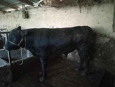 все о кошках британской породы: Продаю | Бык (самец) | Для разведения | Племенные — 3