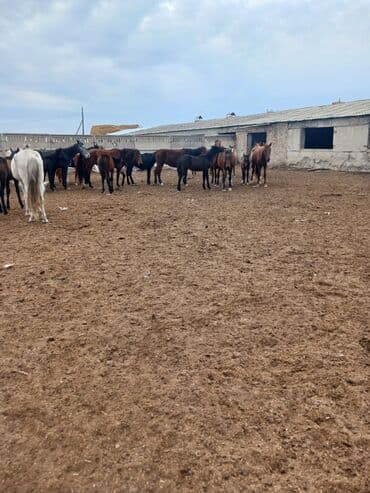 купить домик для кошки недорого: Продаю | Кобыла (самка) | Для разведения | Племенные — 4