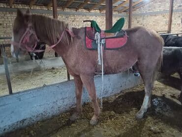 Кошки: Продаю | Конь (самец) | Рабочий — 4