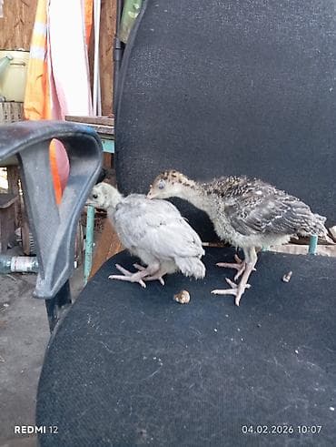 Продаю | Индюшата | На забой | Племенные