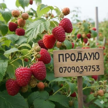 купить саженцы плодовых в бишкеке: Малина эндрасадира, виолета, паланез, полька, палана, маравилла — 1