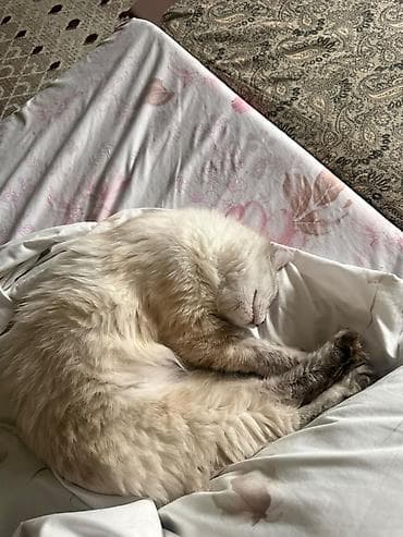 я ищу кошку: Кошка даром: Беспородная, 11 месяцев, Девочка, Приучена к лотку — 2