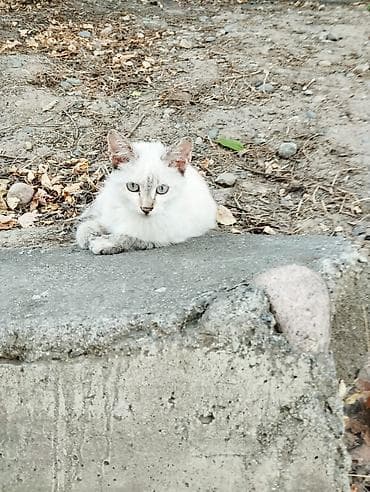 cane corso: Котята красивые нуждаётся в доме, все из одного помёта. Окрасы — 1