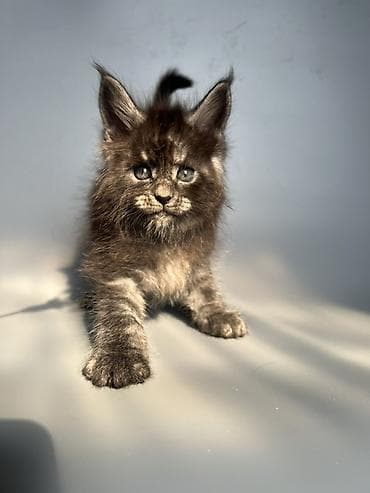коты белый: Мейн-кун, 1 месяц, Мальчик, Черный, Приучена к лотку, Проглистована, С документами — 2
