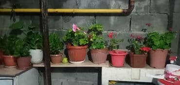 цветы гипсофилы: Коллекция комнатных и балконных растений в горшках. - Несколько — 1