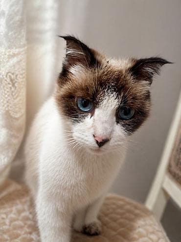 животные кот: 3 месяца, Девочка, Приучена к лотку — 1