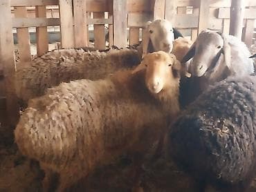 тай цена: Продаю | Овца (самка) | Для разведения | Матка — 8