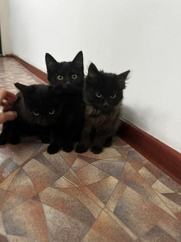 котята отдам в добрые руки: Мышык бекер берилет: Породасыз, 5 айлык, Эркек, Курттардан тазаланган — 2