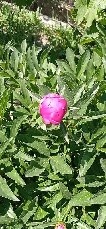 лук продам: Бутоны пионов разных цветов малиновые белые розовые бутоны плотные — 8