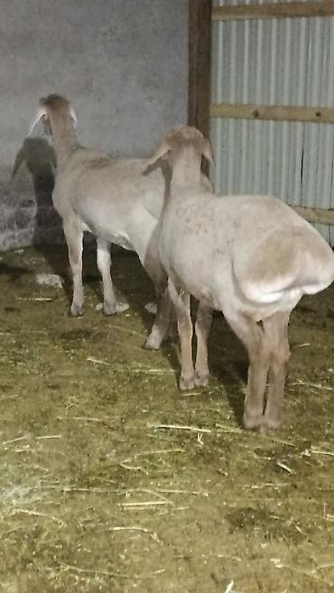 вязка ош кошек: Продаю | Баран (самец) | Полукровка | Для разведения — 7