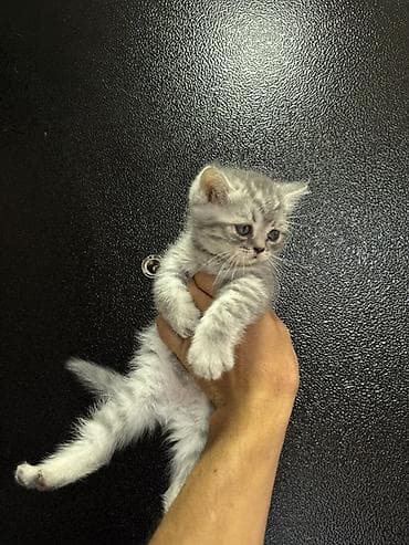 Животные: 🐾 Шотландские вислоухие котята (Scottish Fold) 🐾 Продаются — 3