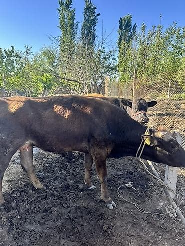 продаю дровилка: Продаю | Корова (самка), Тёлка | Для разведения | Искусственник, Привязанные — 7