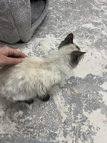 Продажа кошек: Рэгдолл, 1 год, Девочка, Биколор, Приучена к лотку — 6