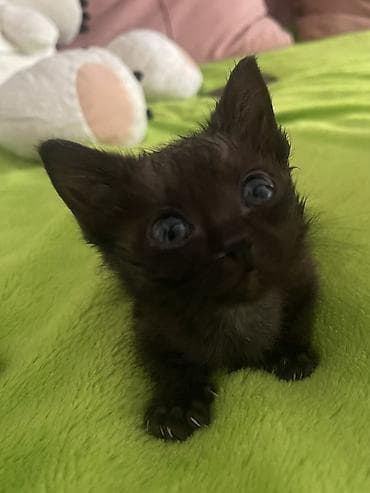 кошки балыкчы: Бомбейская, 2 месяца, Мальчик, Черный — 2